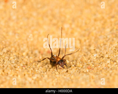 Europäische antlion (Euroleon nostras), Ant (Formica rufibarbis Gefangen) wieder auf den Boden der konischen Grube fallen, Deutschland Stockfoto