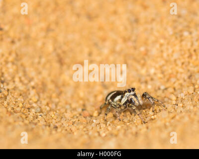 Europäische antlion (Euroleon nostras), erfasst Zebra Spider (Salticus scenicus), die versuchen, aus den konischen Grube zu fliehen, Deutschland Stockfoto