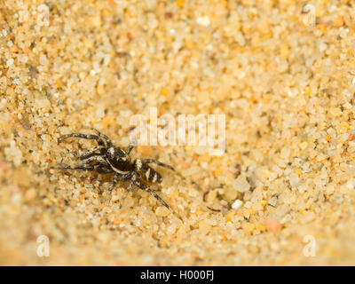 Europäische antlion (Euroleon nostras), erfasst Zebra Spider (Salticus scenicus), die versuchen, aus den konischen Grube zu fliehen, Deutschland Stockfoto