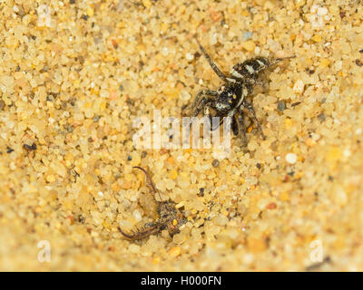 Europäische antlion (Euroleon nostras), erfasst Zebra Spider (Salticus scenicus), die versuchen, aus den konischen Grube zu fliehen, Deutschland Stockfoto