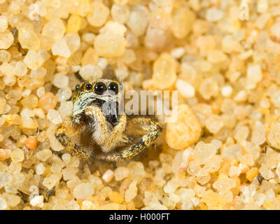 Europäische antlion (Euroleon nostras), ausgereifte Antlion und die erfassten Zebra Spider (Salticus scenicus) Kämpfen am Boden der konischen Grube, Deutschland Stockfoto