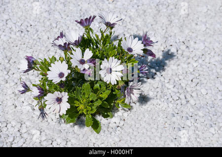 Kleiner Strauch mit lila Blumen in der Wüste Stockfoto