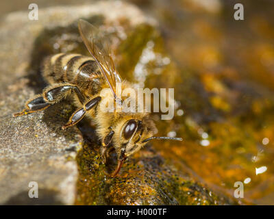 Honey Bee, hive Biene (Apis mellifera mellifera), Bee Trinkwasser auf einem nassen Stein, Deutschland Stockfoto