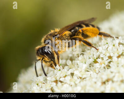 Yellow-legged Mining - Biene (Andrena flavipes), Weibliche Nahrungssuche auf Wilde Möhre (Daucus carota), Deutschland Stockfoto