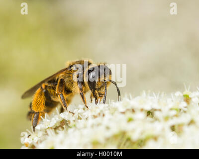 Yellow-legged Mining - Biene (Andrena flavipes), Weibliche Nahrungssuche auf Wilde Möhre (Daucus carota), Deutschland Stockfoto