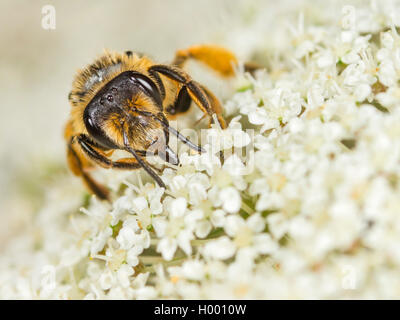 Yellow-legged Mining - Biene (Andrena flavipes), Weibliche Nahrungssuche auf Wilde Möhre (Daucus carota), Deutschland Stockfoto