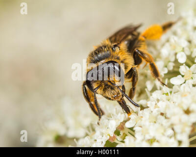 Yellow-legged Mining - Biene (Andrena flavipes), Weibliche Nahrungssuche auf Wilde Möhre (Daucus carota), Deutschland Stockfoto