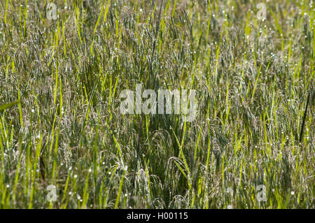 Tautropfen auf einem grünen Rasen Stockfoto