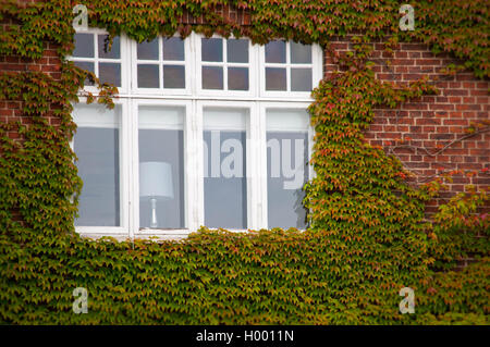 Vertikale grüne Efeu Ziegelwand mit Fenster Stockfoto