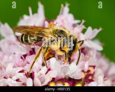Yellow-legged Mining - Biene (Andrena flavipes), männlich Nahrungssuche auf Oregano (Origanum vulgare), Deutschland Stockfoto