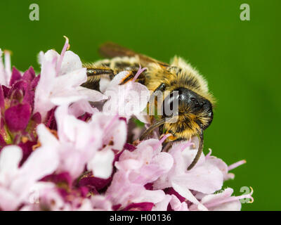 Yellow-legged Mining - Biene (Andrena flavipes), männlich Nahrungssuche auf Oregano (Origanum vulgare), Deutschland Stockfoto