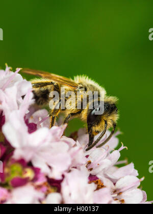 Yellow-legged Mining - Biene (Andrena flavipes), männlich Nahrungssuche auf Oregano (Origanum vulgare), Deutschland Stockfoto