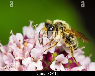 Yellow-legged Mining - Biene (Andrena flavipes), männlich Nahrungssuche auf Oregano (Origanum vulgare), Deutschland Stockfoto