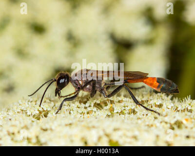 Red-banded sand Wasp (Ammophila sabulosa), Weibliche Nahrungssuche auf Wilde Möhre (Daucus carota), Deutschland Stockfoto