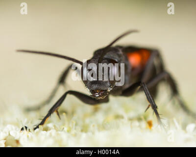 Schwarz-Gebändert spider Wasp (Anoplius viaticus, Anoplius viaticus Fuscus, Pompilus), Weibliche Nahrungssuche auf Wilde Möhre (Daucus carota), Deutschland Stockfoto