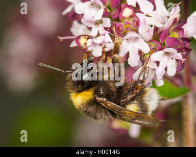 White-tailed Bumble Bee (Bombus lucorum), White-tailed bumblebee Arbeiter Nahrungssuche auf Oregano (Origanum vulgare), Deutschland Stockfoto