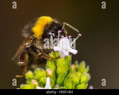 White-tailed Bumble Bee (Bombus lucorum), White-tailed bumblebee Arbeiter auf Nahrungssuche Majoran-note, Deutschland Stockfoto