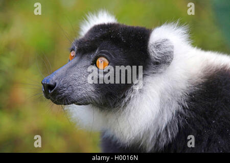 Bunte, Lemur vari (Varecia variegata), Porträt, Madagaskar Stockfoto