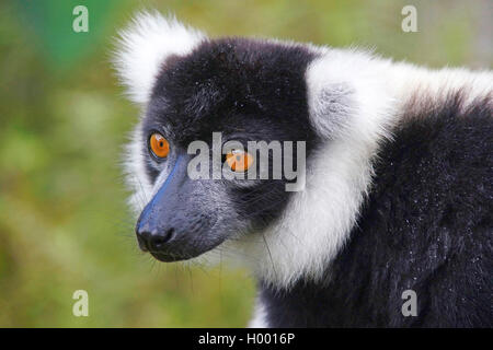 Bunte, Lemur vari (Varecia variegata), Porträt, Madagaskar Stockfoto