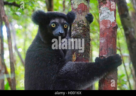 Indri Indri indri von Babakoto (), Porträt, Madagaskar Stockfoto