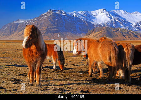 Isländischen Pferd, Islandpferd, Island Pony (Equus przewalskii f. caballus), Herde auf Heimaey, Island, Heimaway Stockfoto