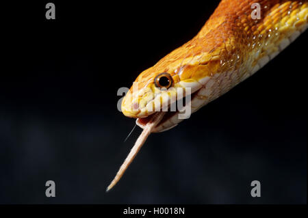 Corn snake (Elaphe guttata, Pantherophis guttatus), hinunter eine Maus, Porträt Stockfoto