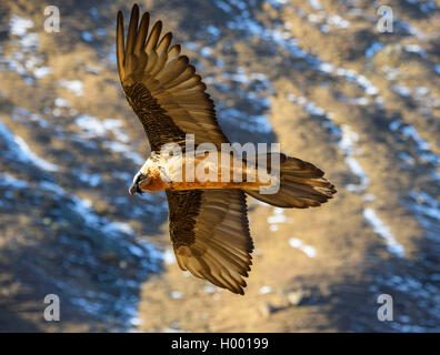 Lämmergeier, Bartgeier (Gypaetus Barbatus), Fliegende entlang einer Bergseite, Italien, Südtirol Stockfoto