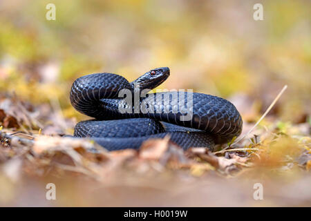 Addierer, gemeinsame Viper, gemeinsamen europäischen Viper, gemeinsame Viper (Vipera berus), Black Adder in bedrohlichen Haltung, Deutschland, Bayern Stockfoto