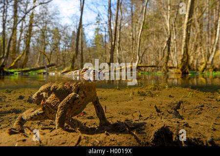 Europäische Erdkröte (Bufo bufo), ein Paar in einem laichgründe, Amplexus axillaris, Deutschland, Bayern Stockfoto