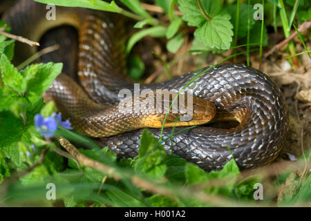 Äskulapnatter (Zamenis longissimus Elaphe longissima,), beim Sonnenbaden auf dem Boden zwischen den Pflanzen, Deutschland, Bayern Stockfoto