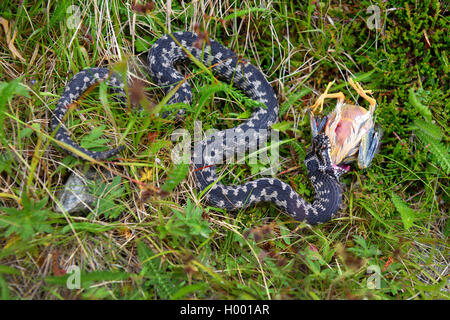 Addierer, gemeinsame Viper, gemeinsamen europäischen Viper, gemeinsame Viper (Vipera berus), speist einen Wasser pieper Küken, Deutschland, Bayern Stockfoto