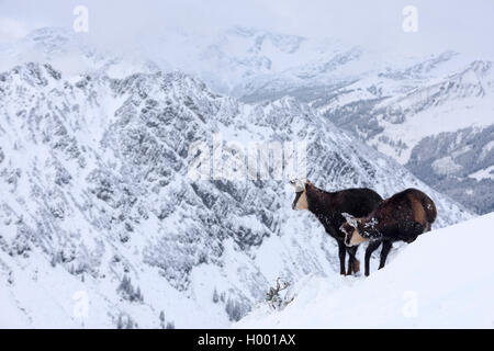 Gemse (Rupicapra rupicapra), Gämsen in verschneiter Landschaft, Italien Stockfoto