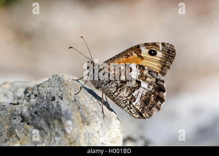 Äschen (Hipparchia semele), sitzt auf einem Stein, Deutschland, Bayern Stockfoto