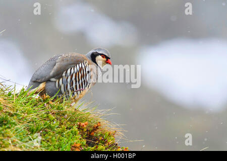 Rock Partridge (Alectoris saxatilis, Alectoris graeca Saxatilis), Männer sitzen in einer feuchten Wiese im Regen, Italien, Südtirol Stockfoto