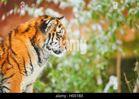 Sibirische Tiger, Amurian Tiger (Panthera tigris altaica), junge Tier Portrait im Winter, Seitenansicht Stockfoto