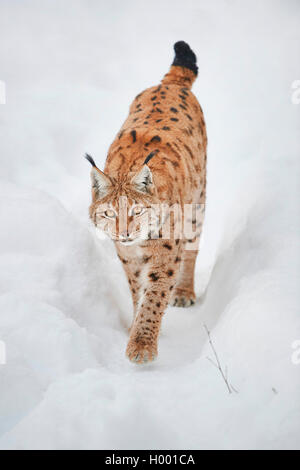 Karpaten Luchs (Lynx lynx Carpathicus), Wandern im Schnee, Vorderansicht, Deutschland, Bayern, Nationalpark Bayerischer Wald Stockfoto