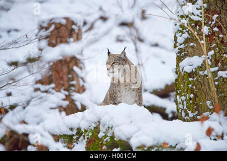 Karpaten Luchs (Lynx lynx), sittinging Carpathicus im Schnee, Deutschland, Bayern, Nationalpark Bayerischer Wald Stockfoto