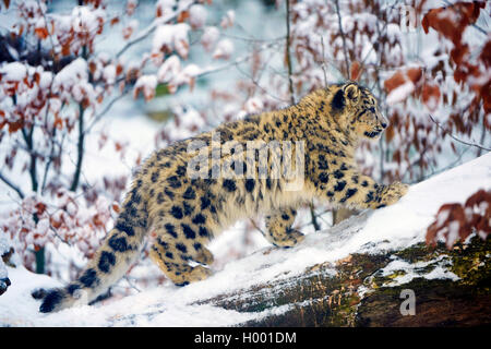 Snow Leopard (Panthera uncia Uncia uncia,), junge Tier im Schnee Stockfoto