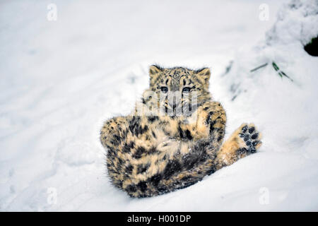 Snow Leopard (Panthera uncia Uncia uncia,), junge Tier Herumtollen im Schnee Stockfoto