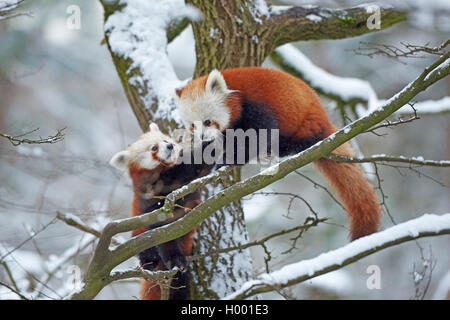 Lesser Panda, Panda (Ailurus fulgens), ein Paar auf einem Baum im Winter Stockfoto