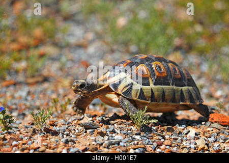 Südafrikanische bugspriet Schildkröte (Chersina angulata), Wandern, Südafrika, Western Cape Stockfoto