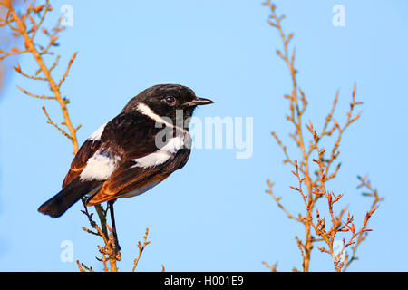 Afrikanische Schwarzkehlchen (Saxicola torquata, Saxicola torquata torquata), männlich sitzt auf einem Busch, Südafrika, Western Cape, Bontebok National Park Stockfoto