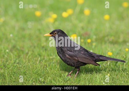 Amsel (Turdus Merula), männliche steht auf Rasen, Niederlande, Friesland Stockfoto