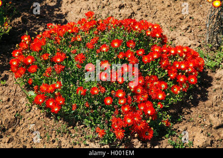 (Iceplant Drosanthemum speciosum), Blüte, Südafrika, Western Cape Stockfoto