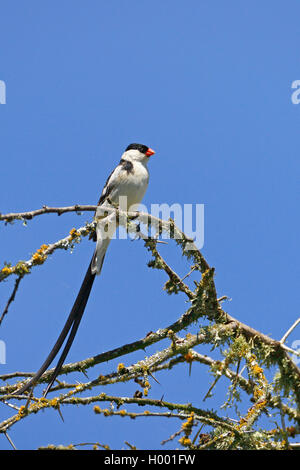 Pin-tailed whydah (Vidua macroura), Männlich sitzt auf einem Baum, Südafrika, Western Cape, Bontebok National Park Stockfoto