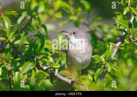 Whitethroat (Sylvia communis), männlich sitzt in einem Busch, Schweden, Oeland Stockfoto