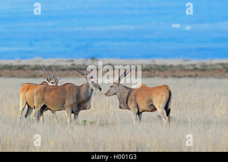 Gemeinsame eland, südlichen Elenantilope (taurotragus Oryx, tragelaphus Oryx), Gruppe in der afrikanischen Savanne, Südafrika, Eastern Cape, Mountain Zebra Nationalpark steht Stockfoto