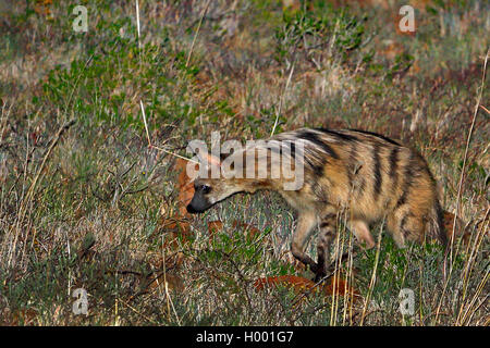 Erdwolf (Proteles cristatus), sucht nach Beute in der Nacht, Südafrika, Eastern Cape, Mountain Zebra National Park Stockfoto