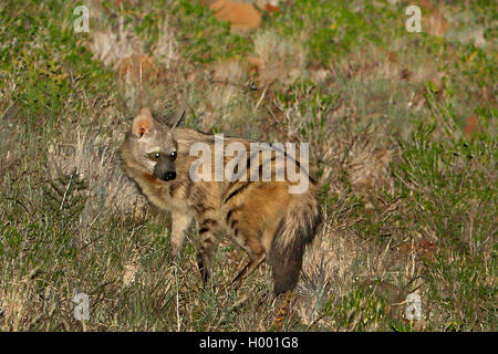 Erdwolf (Proteles cristatus), sucht nach Beute in der Nacht, Südafrika, Eastern Cape, Mountain Zebra National Park Stockfoto