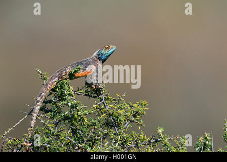 Namib rock (Agama agama Planiceps), sitzt auf einem Busch in der Sonne, Südafrika, Western Cape, Karoo National Park Stockfoto